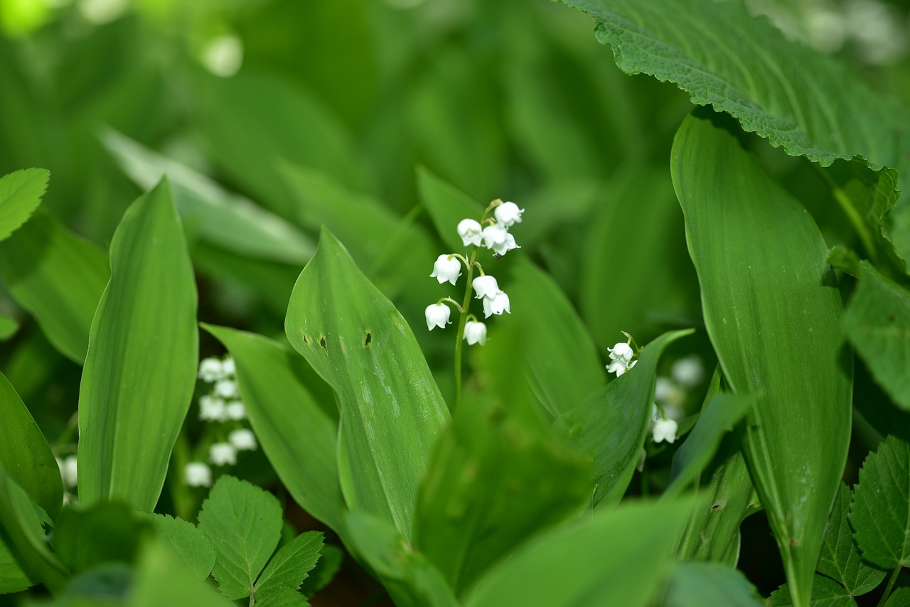 Lelietje der dalen (Convallaria majalis) bodembedekkende bosplanten